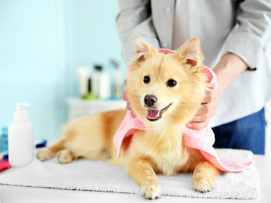 Tuzla Pet Kuaför
